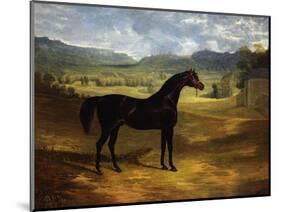 Jack Spigot, a Dark Bay Racehorse in a Paddock at Bolton Hall-John Frederick Herring I-Mounted Giclee Print