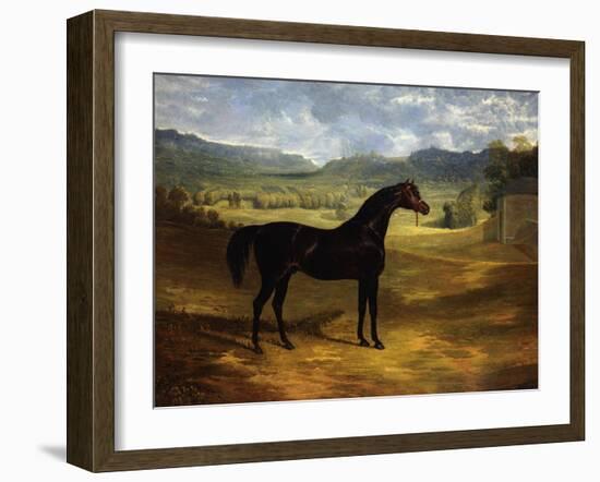 Jack Spigot, a Dark Bay Racehorse in a Paddock at Bolton Hall-John Frederick Herring I-Framed Giclee Print