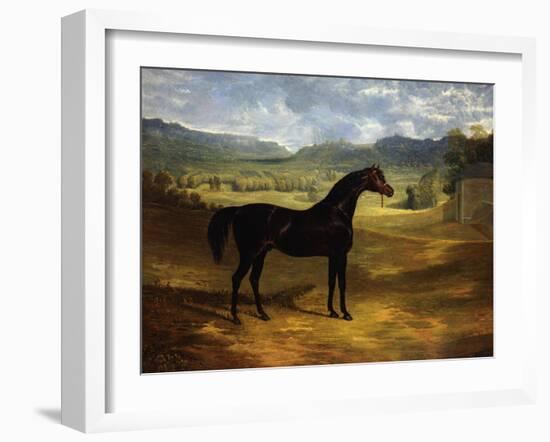 Jack Spigot, a Dark Bay Racehorse in a Paddock at Bolton Hall-John Frederick Herring I-Framed Giclee Print