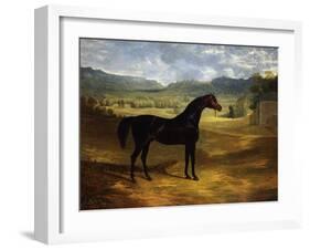 Jack Spigot, a Dark Bay Racehorse in a Paddock at Bolton Hall-John Frederick Herring I-Framed Giclee Print