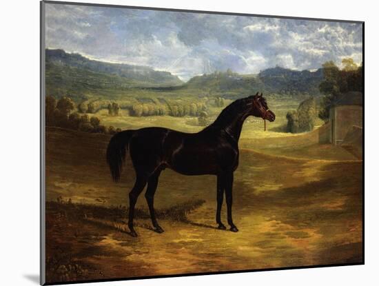 Jack Spigot, a Dark Bay Racehorse in a Paddock at Bolton Hall-John Frederick Herring I-Mounted Giclee Print