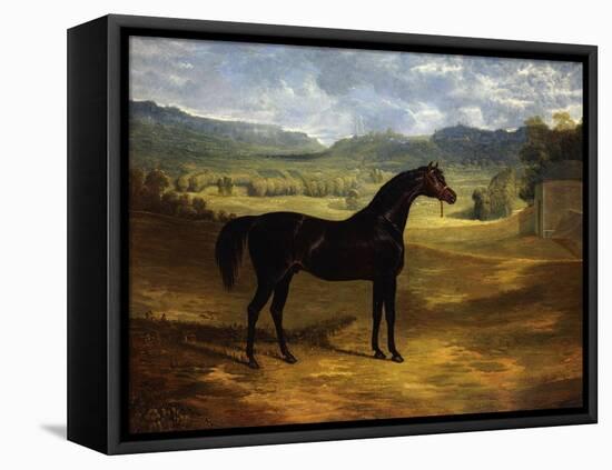 Jack Spigot, a Dark Bay Racehorse in a Paddock at Bolton Hall-John Frederick Herring I-Framed Stretched Canvas