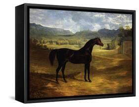 Jack Spigot, a Dark Bay Racehorse in a Paddock at Bolton Hall-John Frederick Herring I-Framed Stretched Canvas