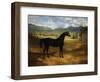 Jack Spigot, a Dark Bay Racehorse in a Paddock at Bolton Hall-John Frederick Herring I-Framed Premium Giclee Print