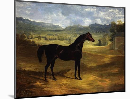 Jack Spigot, a Dark Bay Racehorse in a Paddock at Bolton Hall-John Frederick Herring I-Mounted Premium Giclee Print