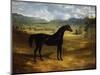 Jack Spigot, a Dark Bay Racehorse in a Paddock at Bolton Hall-John Frederick Herring I-Mounted Premium Giclee Print