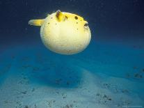 Snorkeler, Isla Tortuga, Galapagos Islands, Ecuador-Jack Stein Grove-Photographic Print