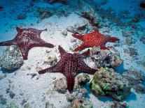 Sea Stars on Red Sandy Beach, Rabida Island, Galapagos Islands, Ecuador-Jack Stein Grove-Framed Photographic Print