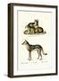 Jackal, 1824-Karl Joseph Brodtmann-Framed Giclee Print