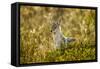 Jackal at Ngorongoro Conservation Area, Tanzania-null-Framed Stretched Canvas