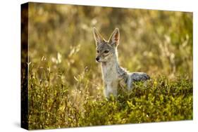 Jackal at Ngorongoro Conservation Area, Tanzania-null-Stretched Canvas