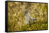 Jackal at Ngorongoro Conservation Area, Tanzania-null-Framed Stretched Canvas