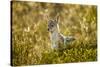 Jackal at Ngorongoro Conservation Area, Tanzania-null-Stretched Canvas