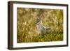 Jackal at Ngorongoro Conservation Area, Tanzania-null-Framed Premium Photographic Print