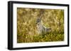 Jackal at Ngorongoro Conservation Area, Tanzania-null-Framed Premium Photographic Print