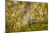 Jackal at Ngorongoro Conservation Area, Tanzania-null-Mounted Premium Photographic Print