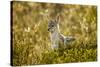 Jackal at Ngorongoro Conservation Area, Tanzania-null-Stretched Canvas