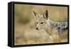 Jackal at Ngorongoro Conservation Area, Tanzania-null-Framed Stretched Canvas