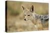 Jackal at Ngorongoro Conservation Area, Tanzania-null-Stretched Canvas