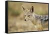 Jackal at Ngorongoro Conservation Area, Tanzania-null-Framed Stretched Canvas