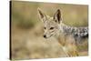 Jackal at Ngorongoro Conservation Area, Tanzania-null-Stretched Canvas