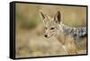 Jackal at Ngorongoro Conservation Area, Tanzania-null-Framed Stretched Canvas