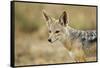 Jackal at Ngorongoro Conservation Area, Tanzania-null-Framed Stretched Canvas