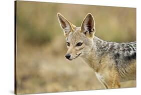 Jackal at Ngorongoro Conservation Area, Tanzania-null-Stretched Canvas