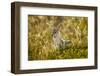 Jackal at Ngorongoro Conservation Area, Tanzania-null-Framed Premium Photographic Print