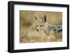 Jackal at Ngorongoro Conservation Area, Tanzania-null-Framed Premium Photographic Print