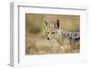 Jackal at Ngorongoro Conservation Area, Tanzania-null-Framed Premium Photographic Print