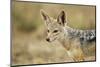 Jackal at Ngorongoro Conservation Area, Tanzania-null-Mounted Premium Photographic Print