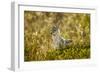 Jackal at Ngorongoro Conservation Area, Tanzania-null-Framed Photographic Print