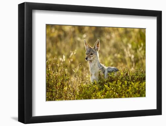 Jackal at Ngorongoro Conservation Area, Tanzania-null-Framed Photographic Print