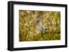 Jackal at Ngorongoro Conservation Area, Tanzania-null-Framed Photographic Print