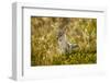 Jackal at Ngorongoro Conservation Area, Tanzania-null-Framed Photographic Print