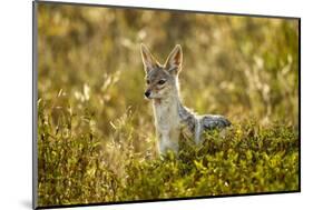 Jackal at Ngorongoro Conservation Area, Tanzania-null-Mounted Photographic Print