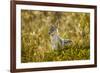 Jackal at Ngorongoro Conservation Area, Tanzania-null-Framed Photographic Print