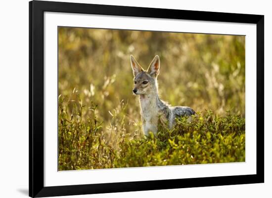 Jackal at Ngorongoro Conservation Area, Tanzania-null-Framed Photographic Print