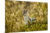 Jackal at Ngorongoro Conservation Area, Tanzania-null-Mounted Photographic Print