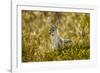 Jackal at Ngorongoro Conservation Area, Tanzania-null-Framed Photographic Print