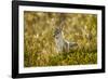 Jackal at Ngorongoro Conservation Area, Tanzania-null-Framed Photographic Print