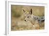 Jackal at Ngorongoro Conservation Area, Tanzania-null-Framed Photographic Print