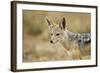 Jackal at Ngorongoro Conservation Area, Tanzania-null-Framed Photographic Print