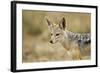 Jackal at Ngorongoro Conservation Area, Tanzania-null-Framed Photographic Print