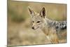 Jackal at Ngorongoro Conservation Area, Tanzania-null-Mounted Photographic Print