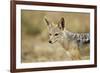 Jackal at Ngorongoro Conservation Area, Tanzania-null-Framed Photographic Print