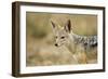 Jackal at Ngorongoro Conservation Area, Tanzania-null-Framed Photographic Print