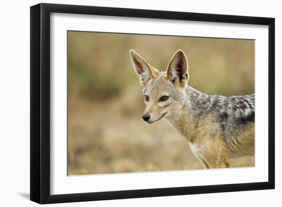 Jackal at Ngorongoro Conservation Area, Tanzania-null-Framed Photographic Print