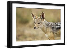 Jackal at Ngorongoro Conservation Area, Tanzania-null-Framed Photographic Print